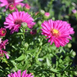 Symphyotrichum novi-belgii 'Jenny' ---